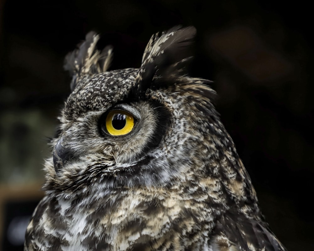 brown and white owl in close up photography