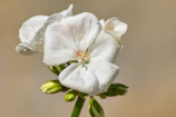 A serene close-up of a flower with dew drops in soft morning light.
