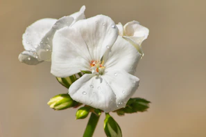 A serene close-up of a flower with dew drops in soft morning light.