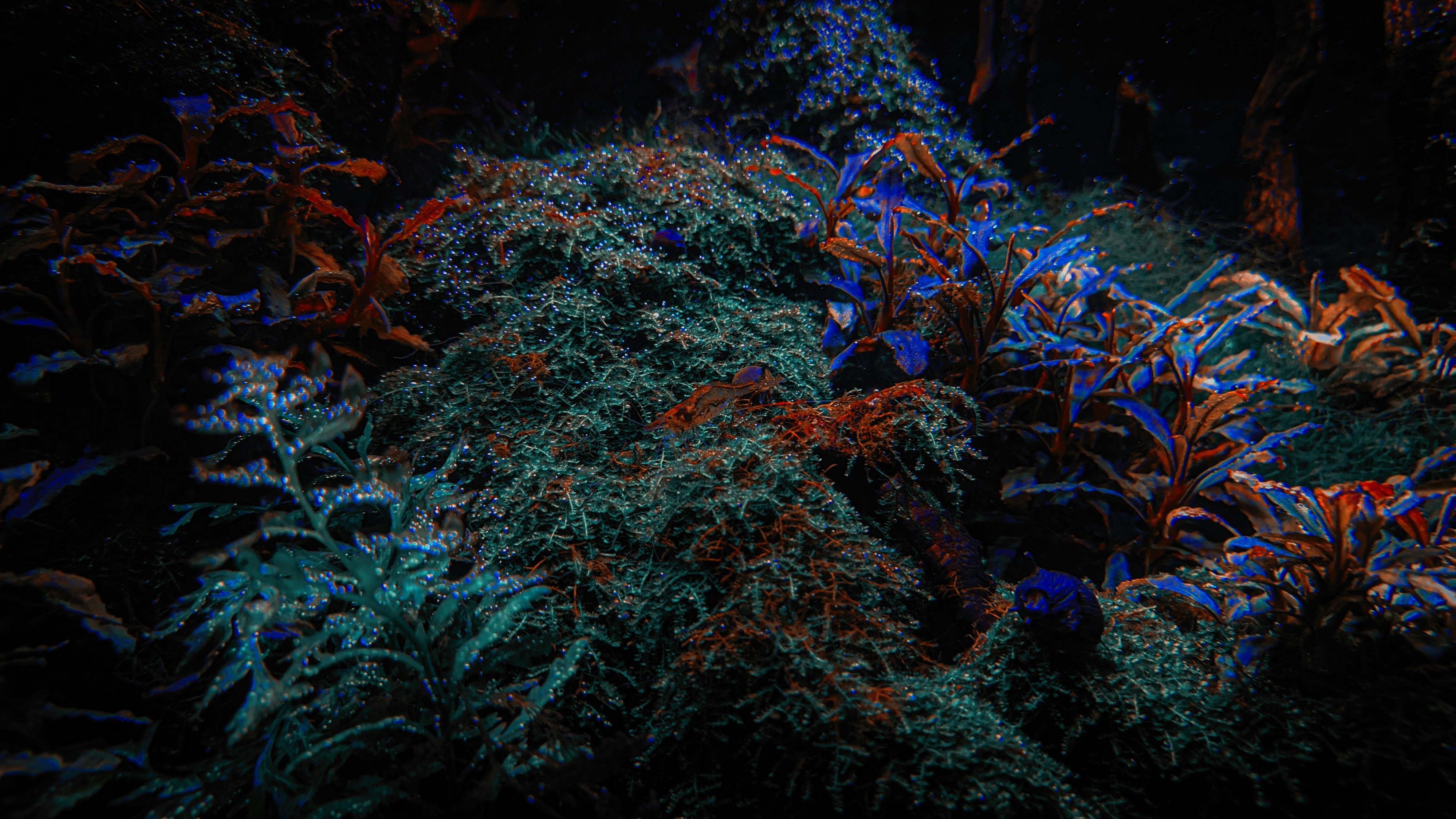 Mystical Forest Coloring Page