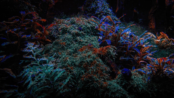 A mystical forest with glowing accents and fantasy motifs.