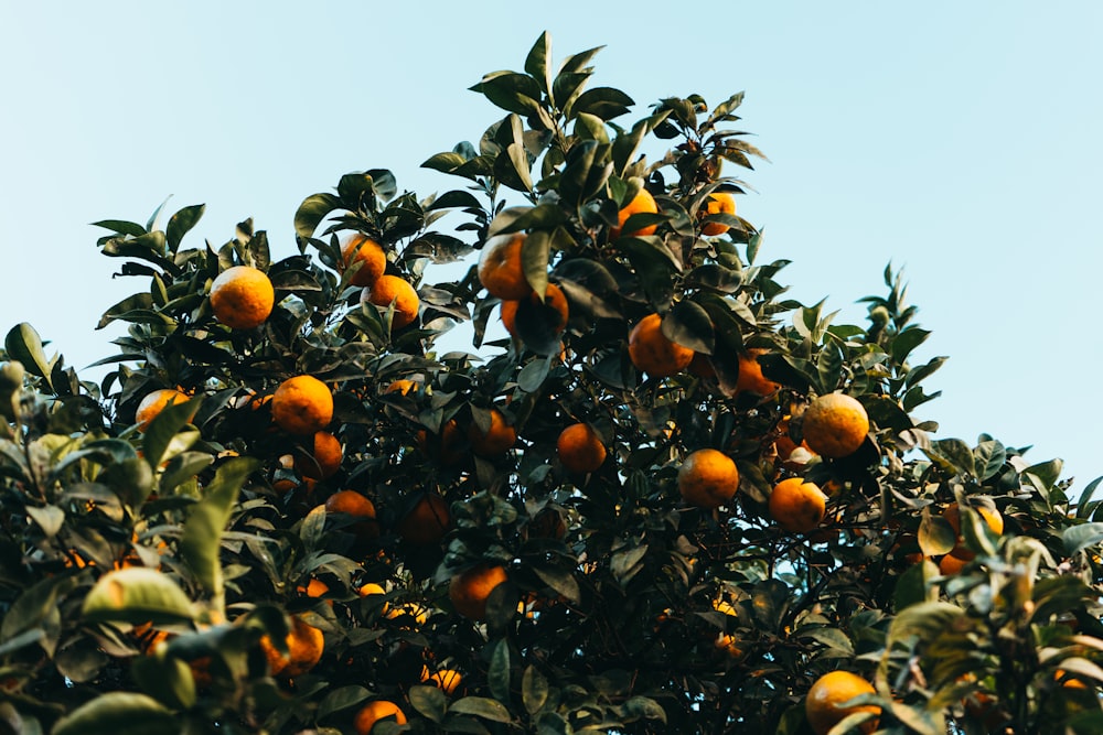 frutti arancioni sull'albero durante il giorno