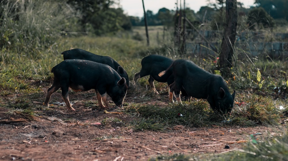 Vacas negras y marrones en un campo de hierba verde durante el día