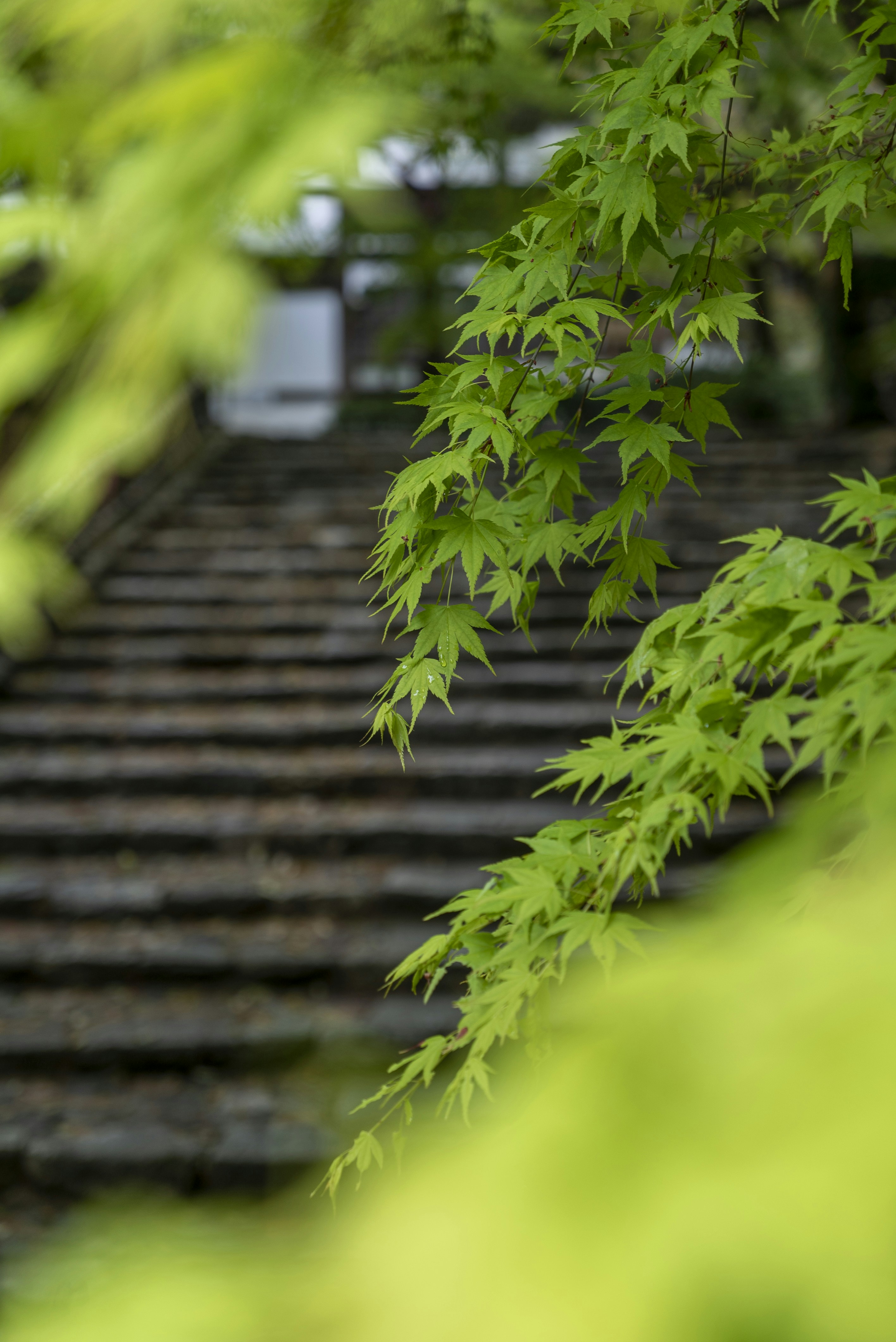 green maple leafs in front of the ryoan-ji