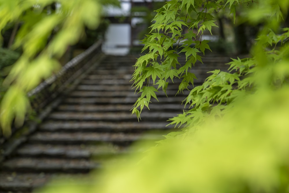 green leaves on brown wooden roof