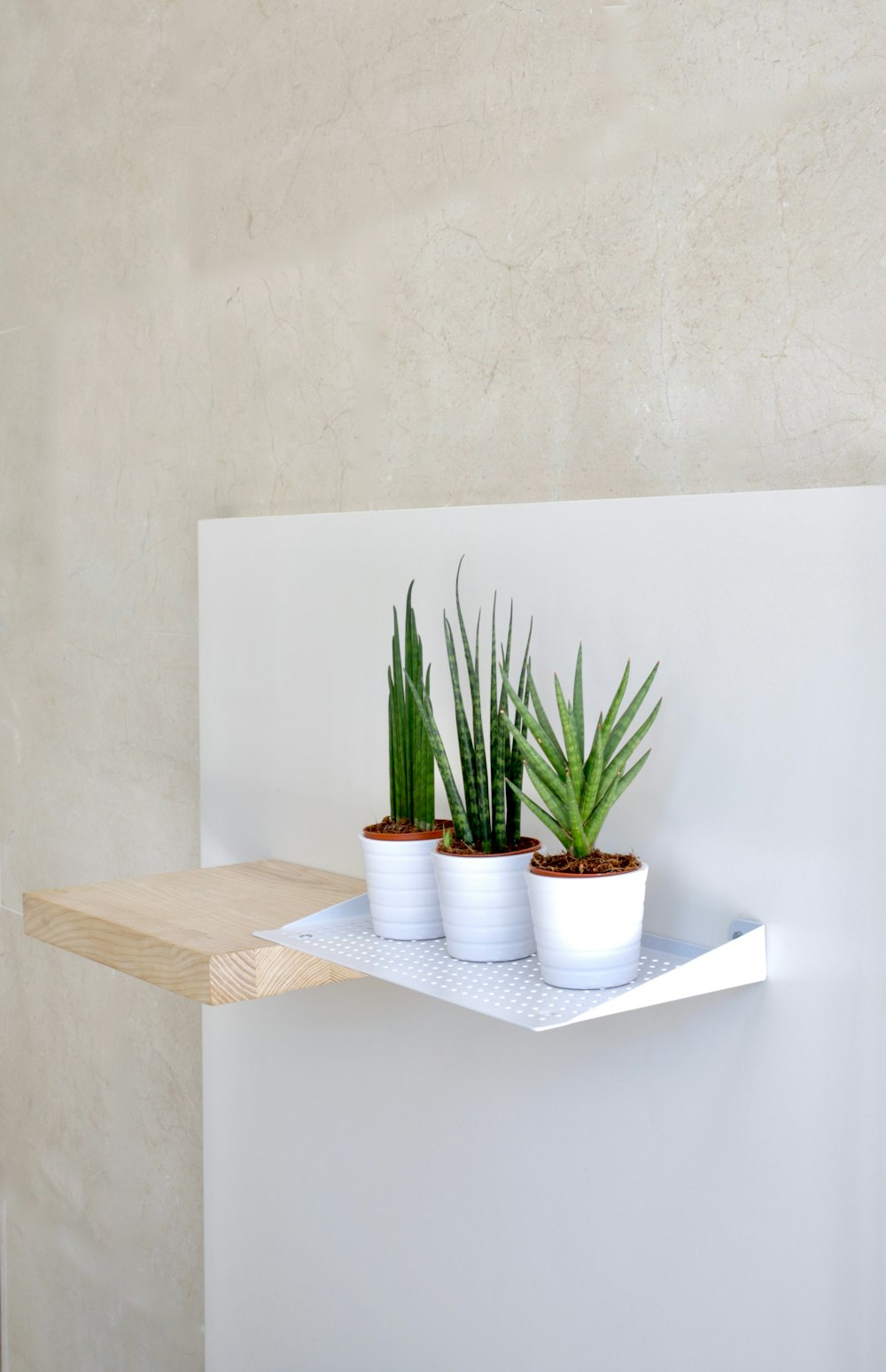 planta verde no vaso de cerâmica branco na mesa de madeira marrom