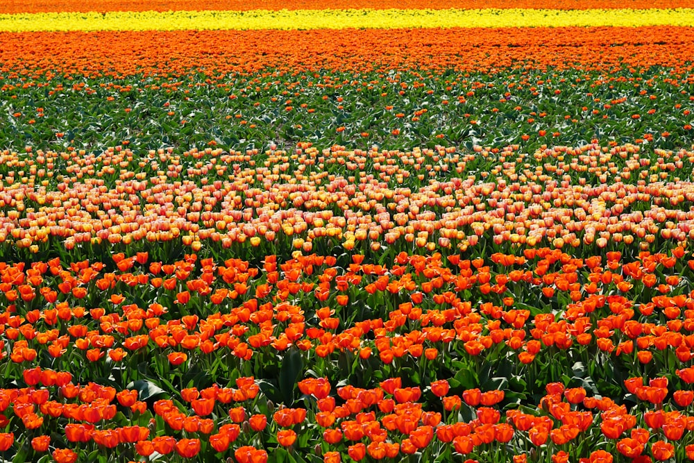 red and yellow flower field during daytime
