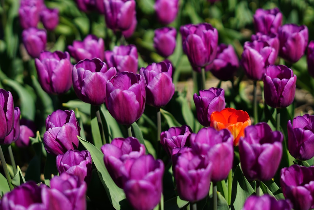 tulipes violettes en fleurs pendant la journée