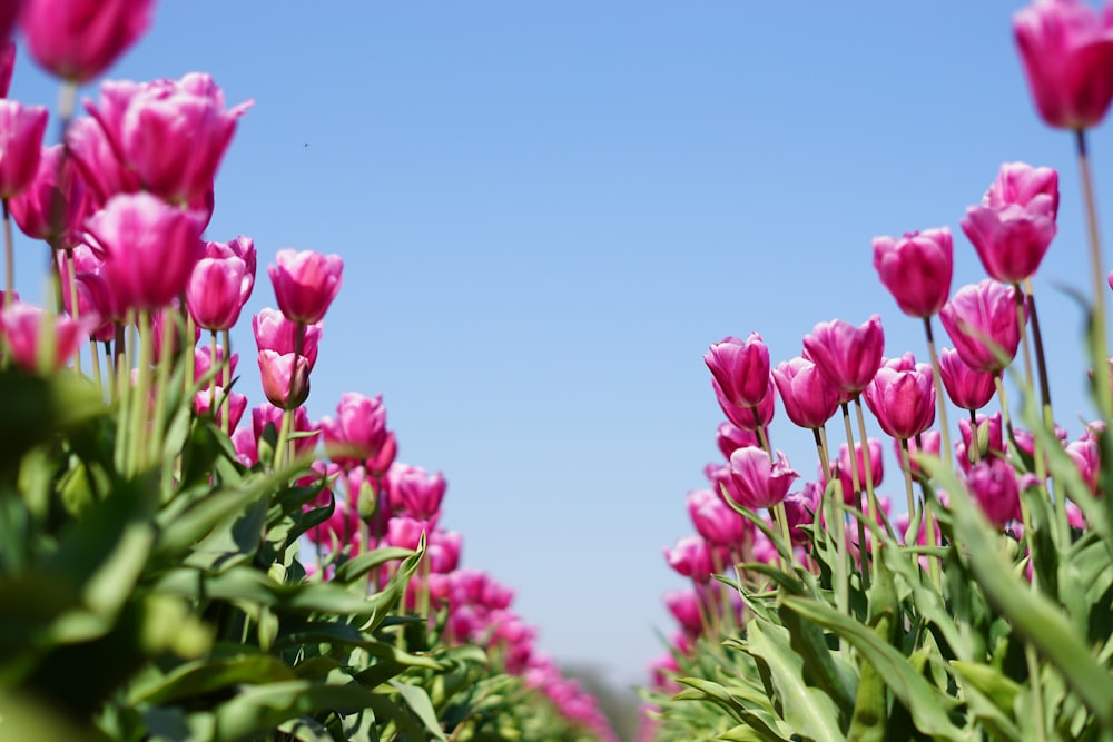 pink flowers with green leaves