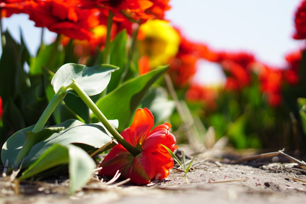 red and yellow flower on gray concrete floor