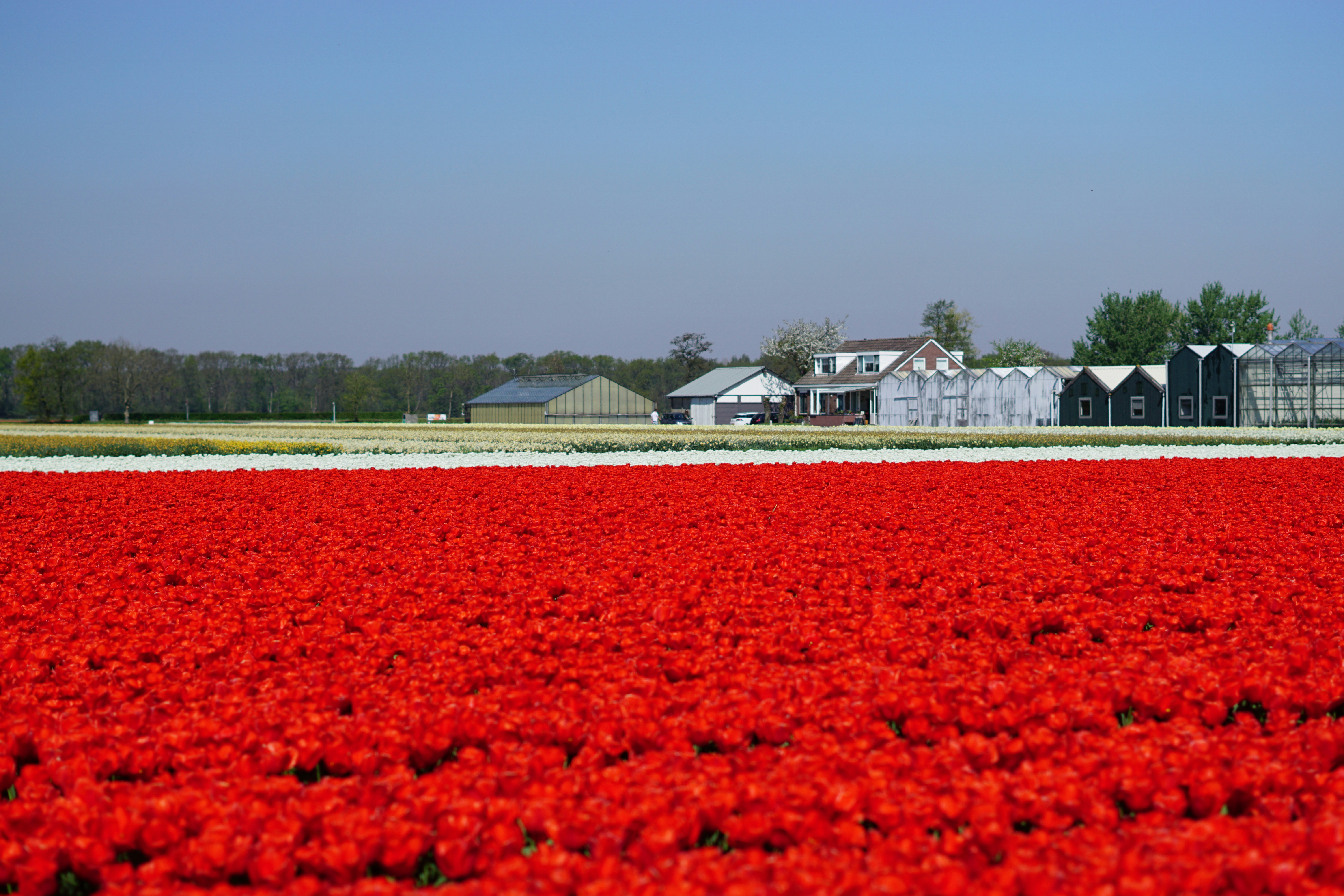 Crypto-currencies, tulips, market bubbles
