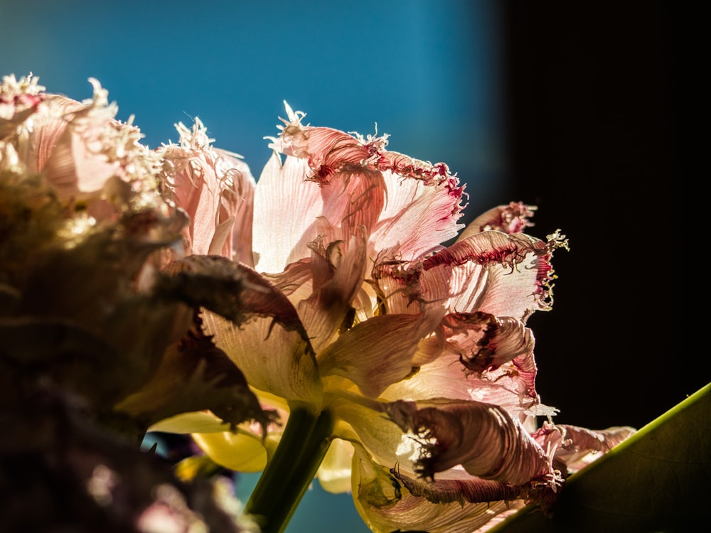 pink and white flower in macro lens