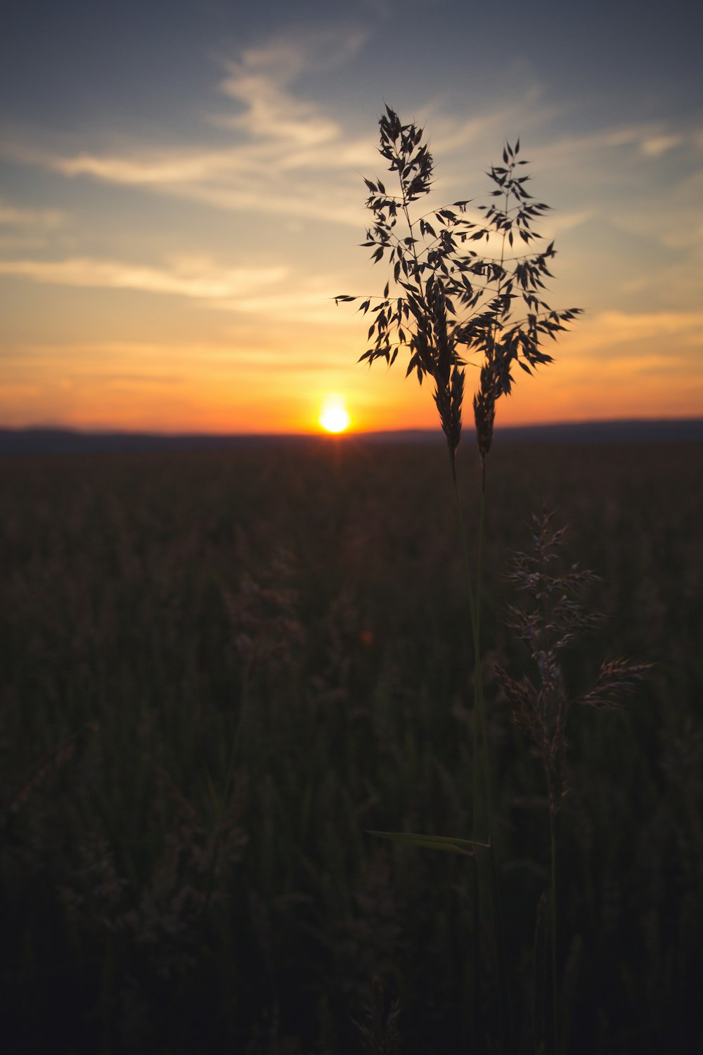 green plant during golden hour