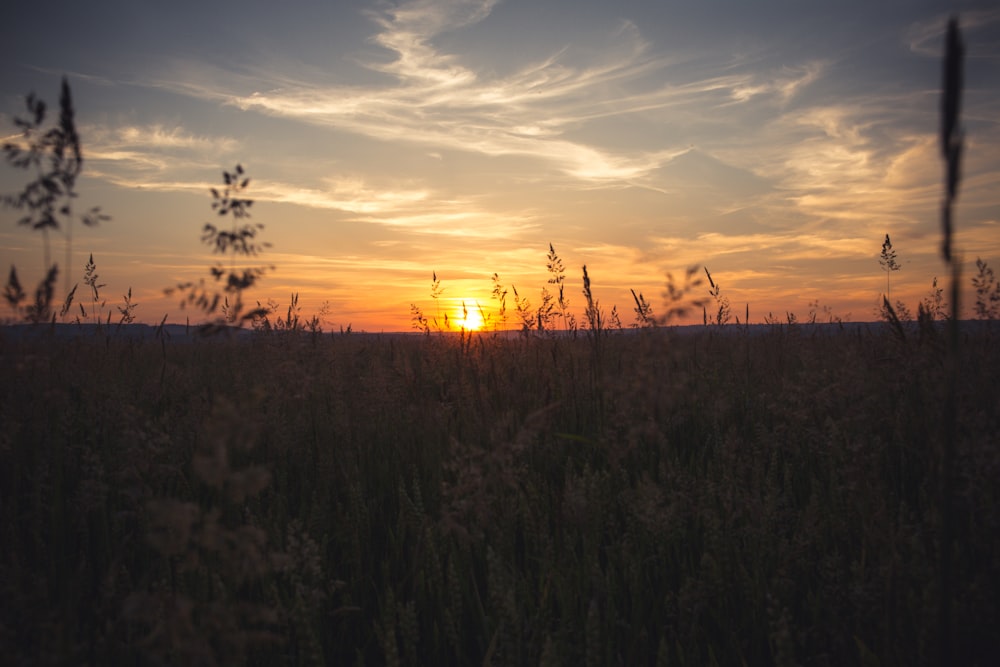 green grass field during sunset