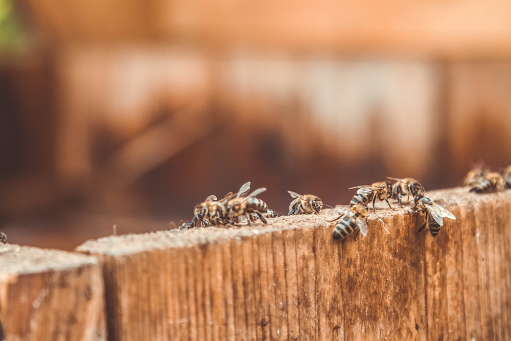 black and yellow bee on brown wooden surface in close up photography during daytime