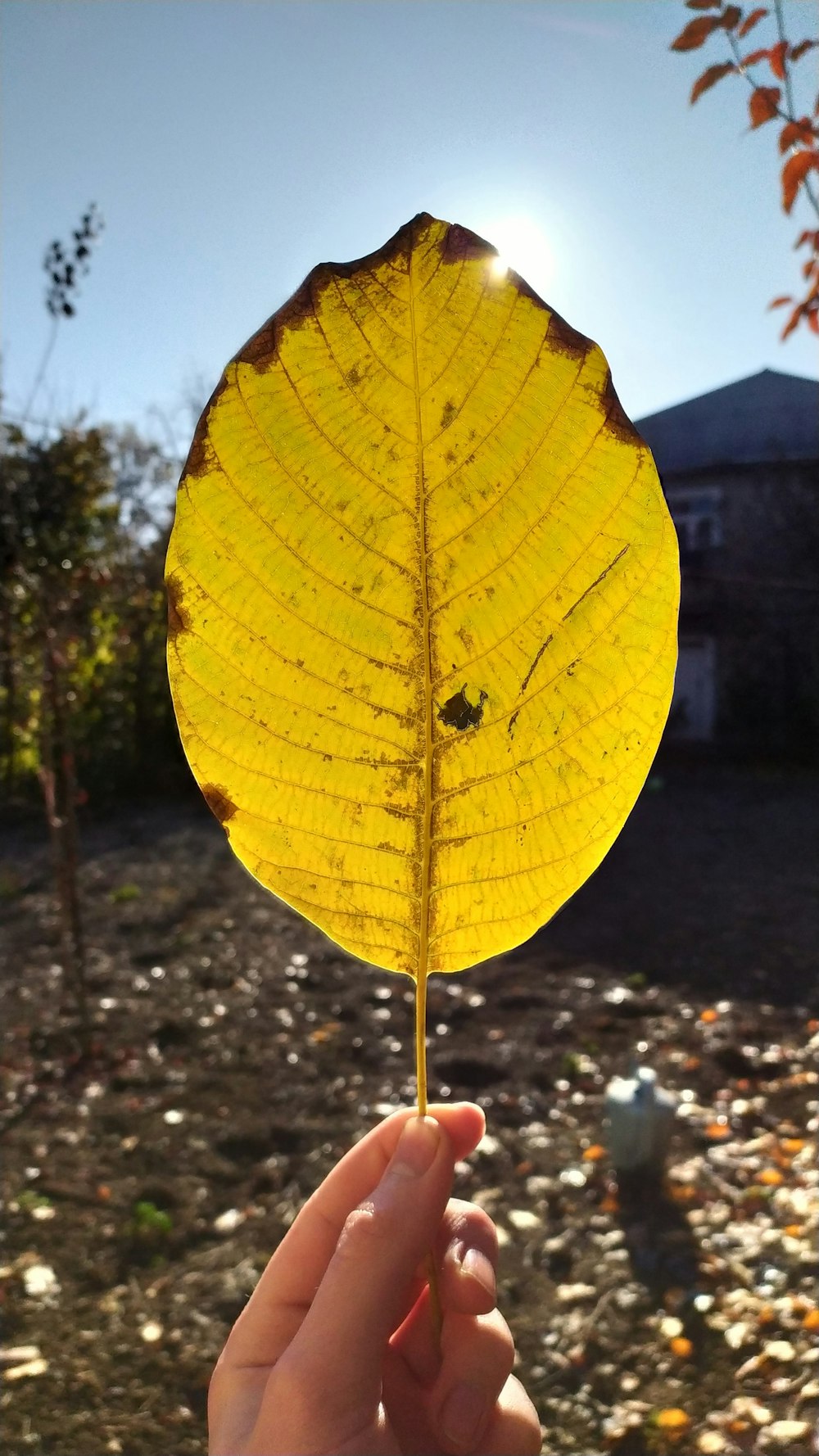 yellow leaf with water droplets