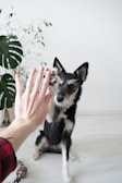 A black and white dog sits on a wooden floor, lifting its paw to meet a human hand for a high-five. A colorful rope toy is on the floor nearby, and there's a plant in a white planter behind them, adding greenery to the scene.