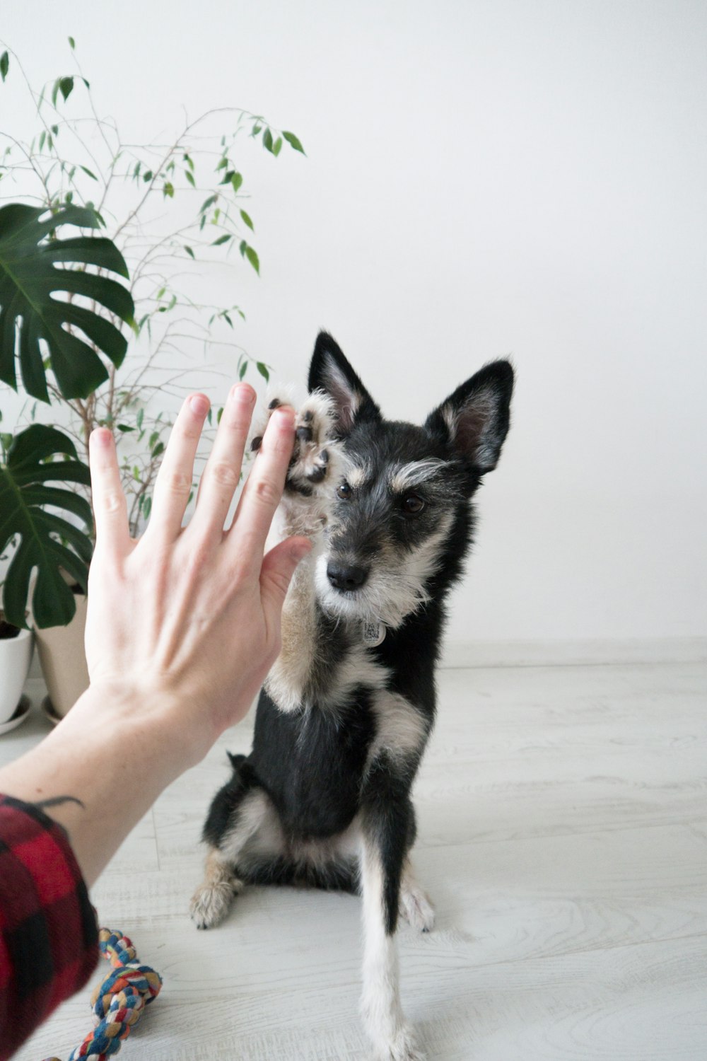 black and white short-coated small dog, dog insurance