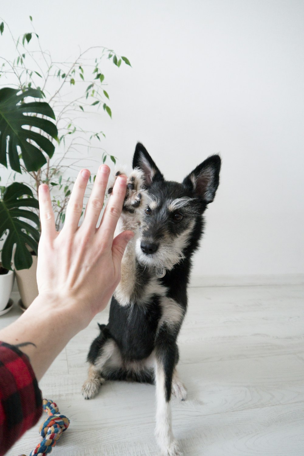 黒と白のショートコート小型犬