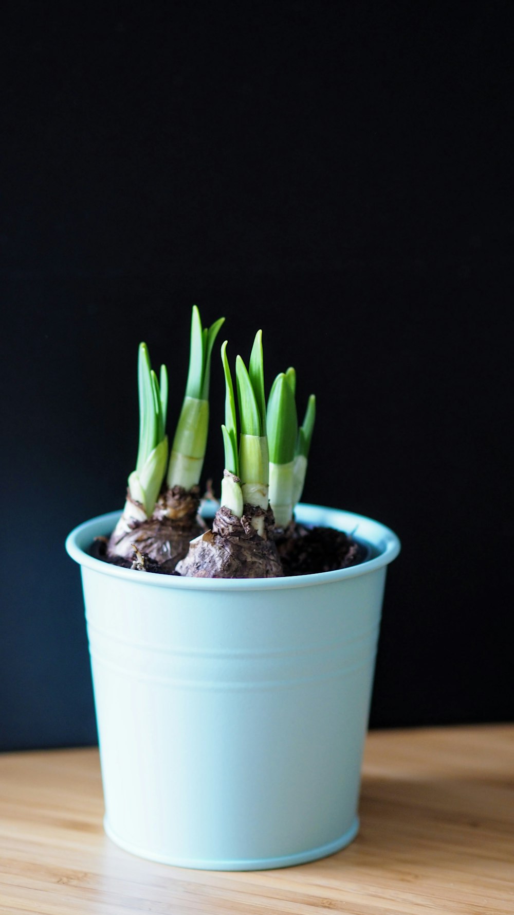 green aloe vera plant in blue pot