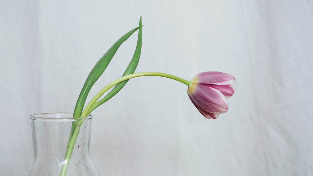 pink flower in clear glass vase