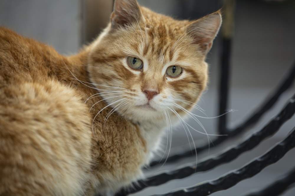 orange tabby cat on black and white textile