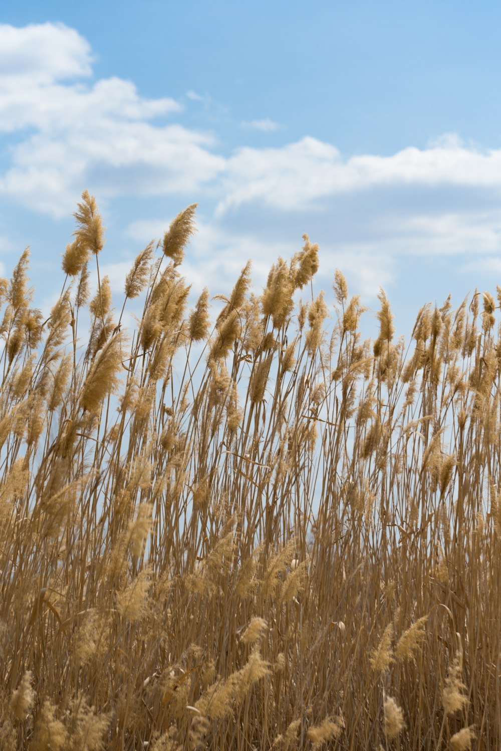 brown wheat field under blue sky during daytime