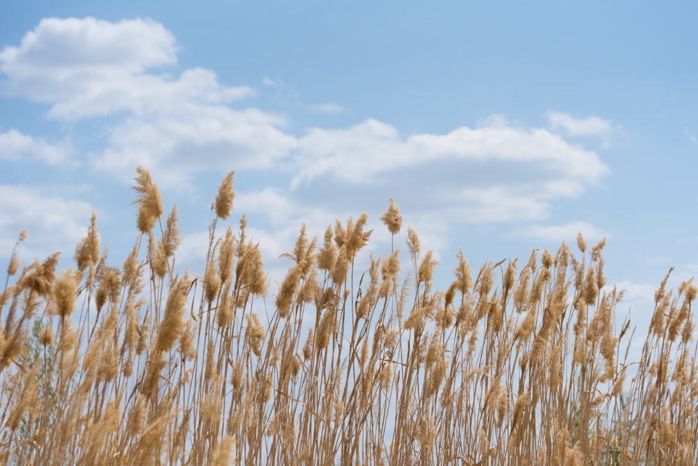 brown wheat field under blue sky during daytime