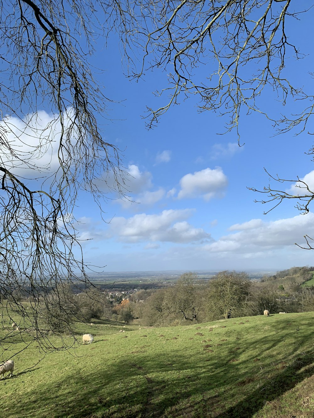 green grass field under blue sky during daytime