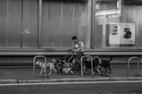 A person walks multiple dogs on leashes along a sidewalk next to a building with large windows. Bicycle racks are visible in the foreground, and a poster is displayed in one of the windows. The scene appears to be in an urban environment and is captured in black and white.
