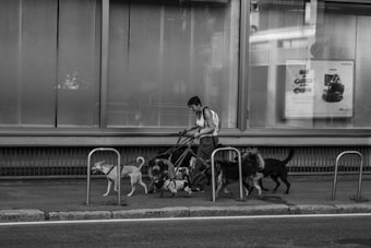A person walks multiple dogs on leashes along a sidewalk next to a building with large windows. Bicycle racks are visible in the foreground, and a poster is displayed in one of the windows. The scene appears to be in an urban environment and is captured in black and white.