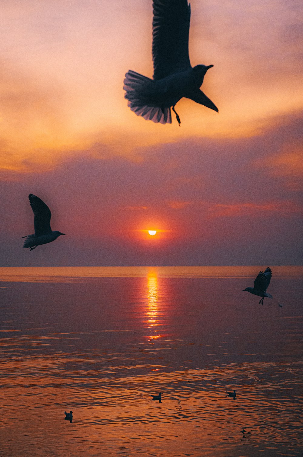 Silhouette eines Vogels, der während des Sonnenuntergangs über das Meer fliegt