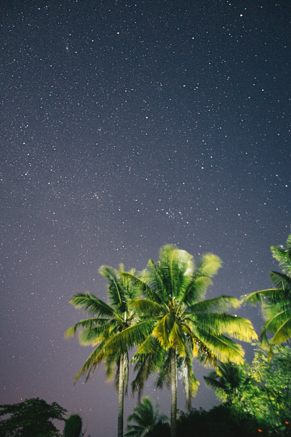 green palm tree under starry night