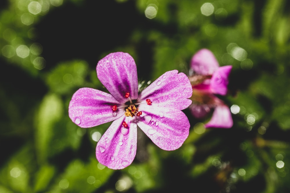 purple flower in tilt shift lens