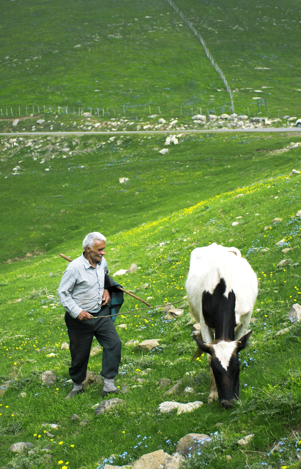 woman in blue denim jacket standing beside white cow during daytime