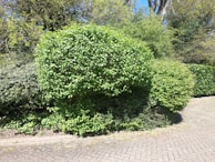 A team member trimming a hedge with precision, surrounded by lush greenery.