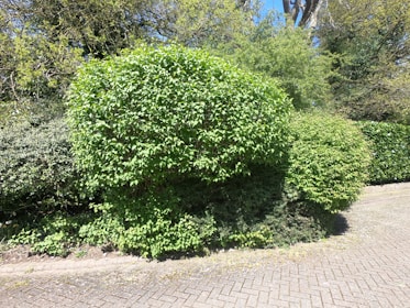 A neatly trimmed hedge with dense green foliage sits alongside a paved pathway. The hedge is lush and vibrant, indicating healthy growth. Beyond the hedge, additional greenery fills the space, with trees and bushes providing a natural backdrop.
