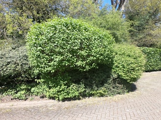 A neatly trimmed hedge with dense green foliage sits alongside a paved pathway. The hedge is lush and vibrant, indicating healthy growth. Beyond the hedge, additional greenery fills the space, with trees and bushes providing a natural backdrop.