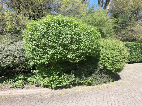 Close-up of neatly trimmed hedge with fresh green leaves.