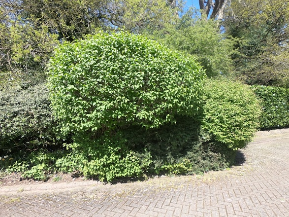 A professional landscaper trimming a lush green hedge in a residential garden.