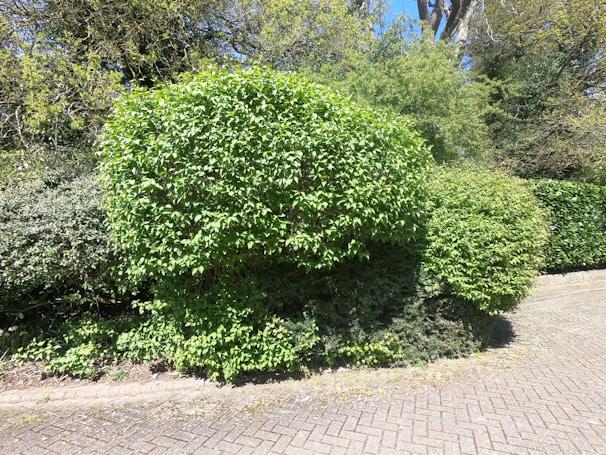 A neatly trimmed hedge with dense green foliage sits alongside a paved pathway. The hedge is lush and vibrant, indicating healthy growth. Beyond the hedge, additional greenery fills the space, with trees and bushes providing a natural backdrop.