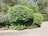 A neatly trimmed hedge with dense green foliage sits alongside a paved pathway. The hedge is lush and vibrant, indicating healthy growth. Beyond the hedge, additional greenery fills the space, with trees and bushes providing a natural backdrop.