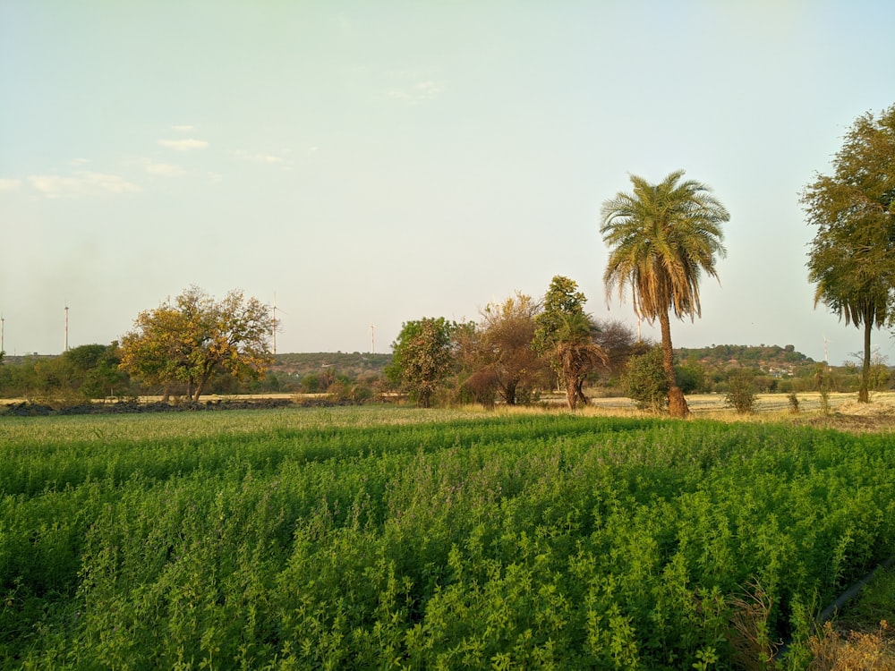 Champ d’herbe verte près des palmiers verts pendant la journée