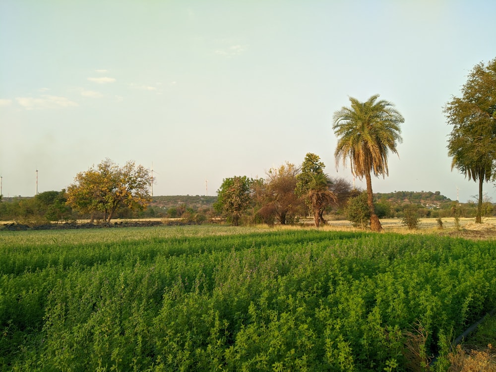 green grass field near green palm trees during daytime