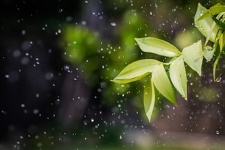 Close-up of water droplets falling on vibrant green leaves in a landscaped garden.