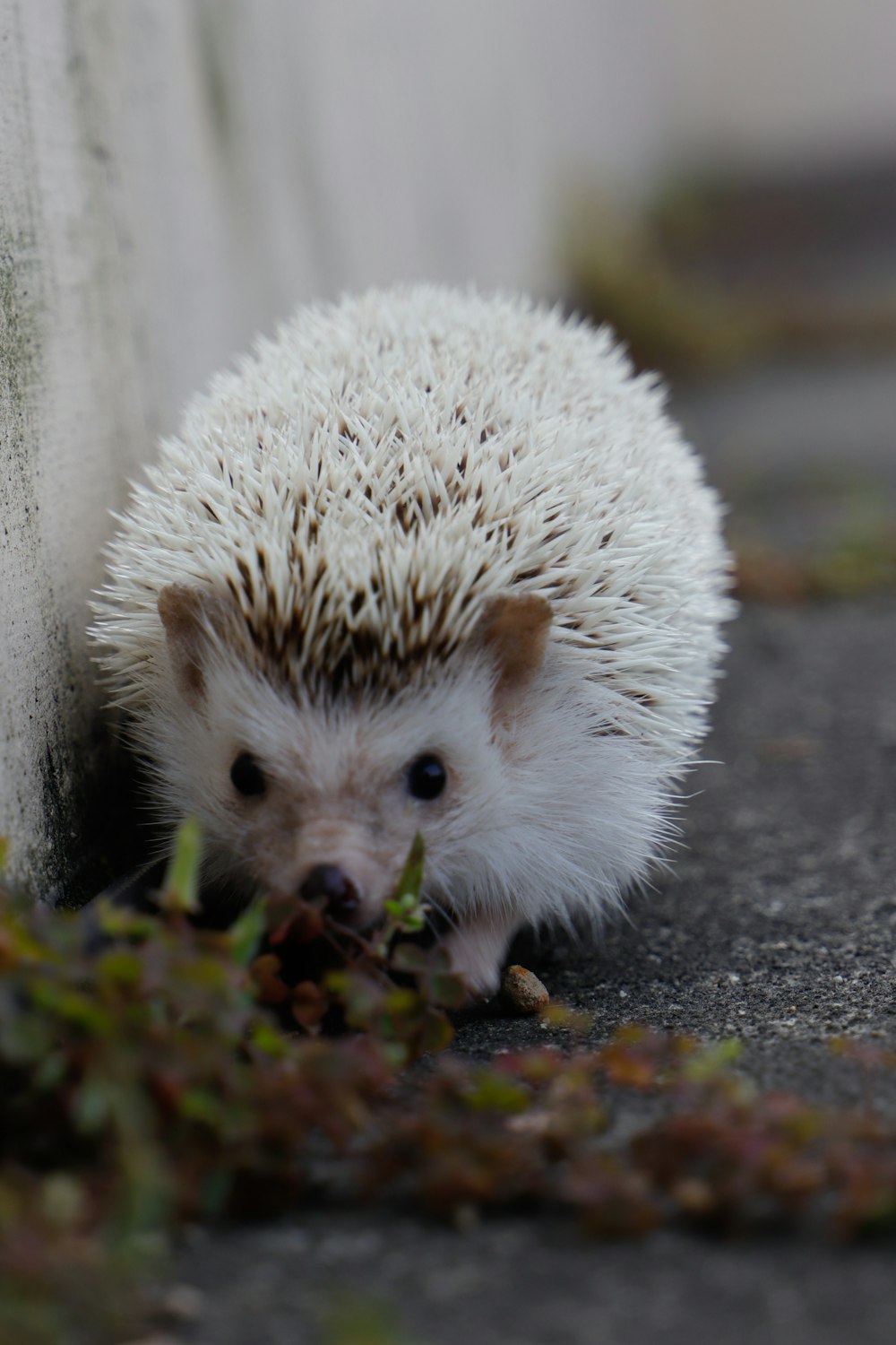 white hedgehog on black concrete floor