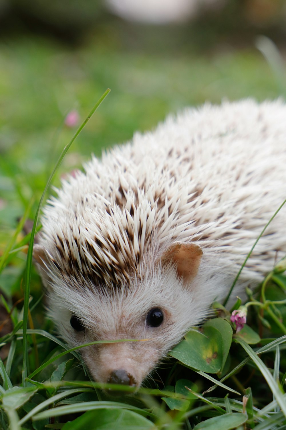 white hedgehog on green grass during daytime