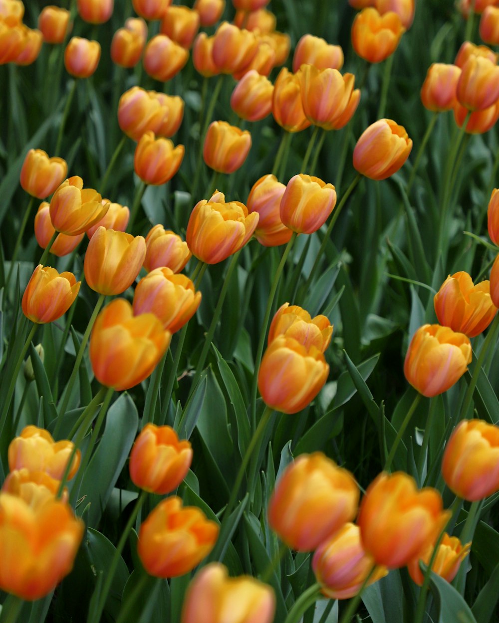 yellow tulips in bloom during daytime