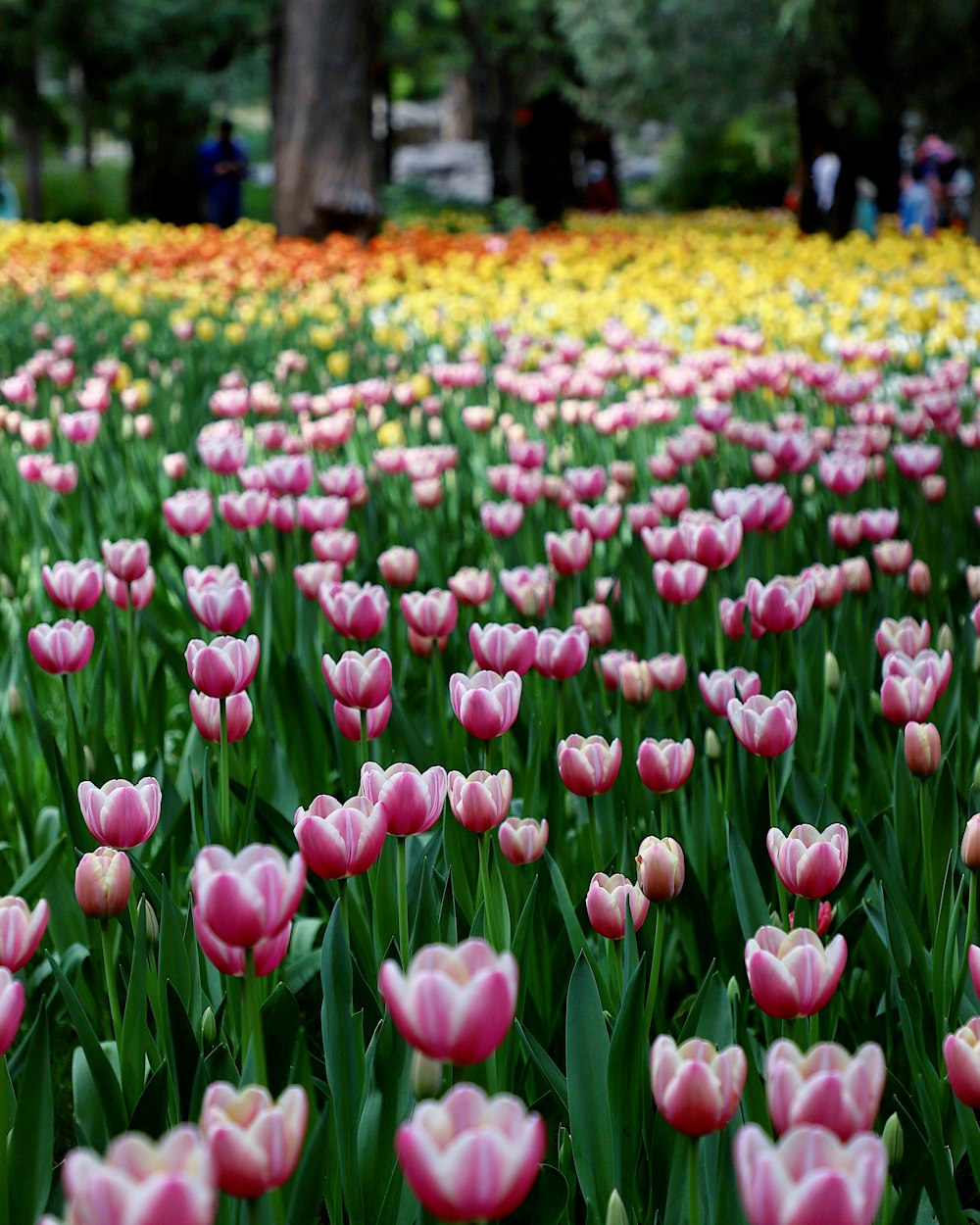 pink and white tulips field during daytime