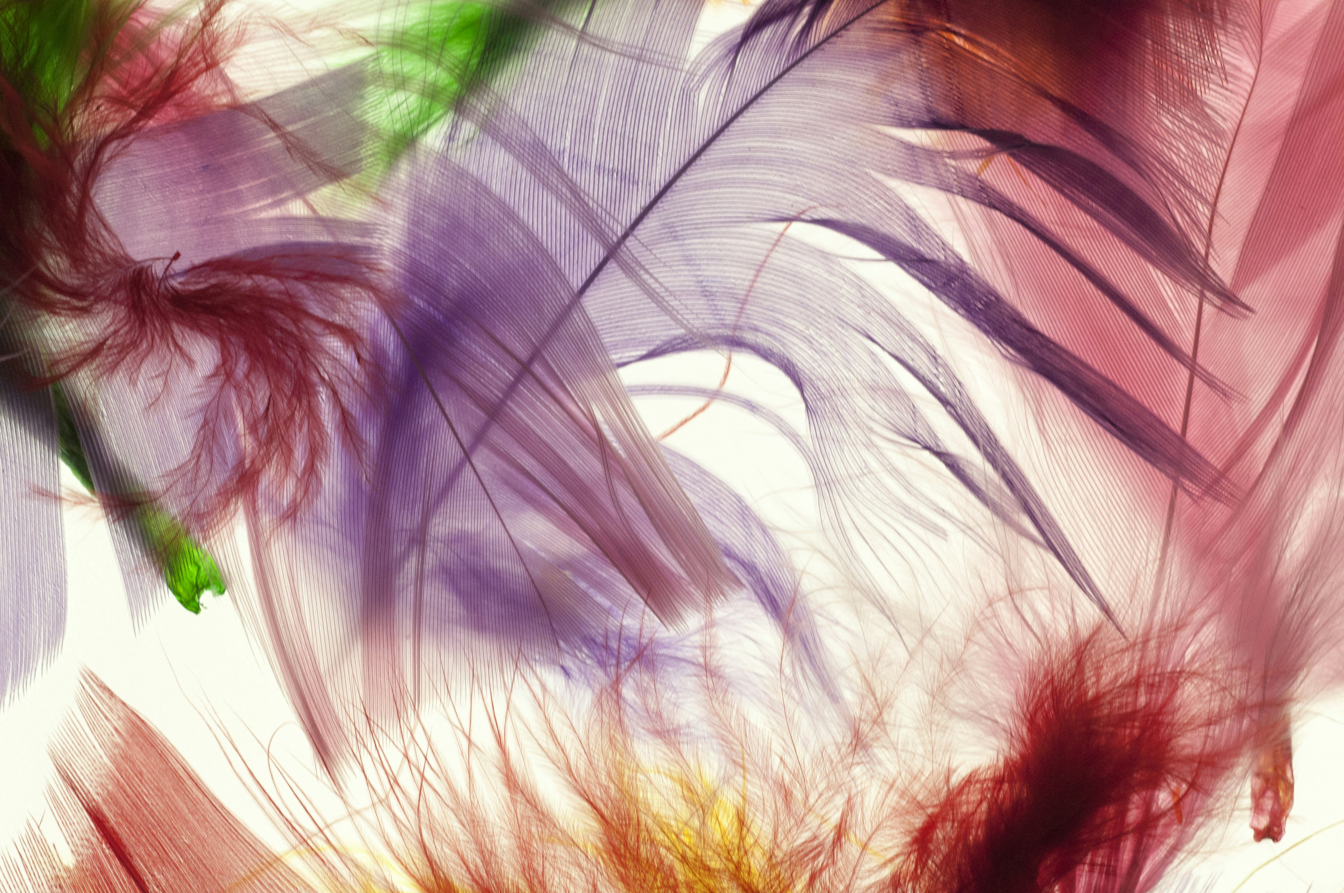 茶色の表面に白と茶色の羽の写真 Unsplashで見つけるサン ロレンソ デ エル エスコリアルの無料写真